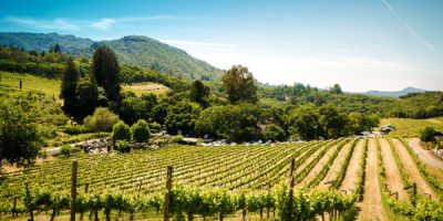 Lush, green vineyard under the California sun.