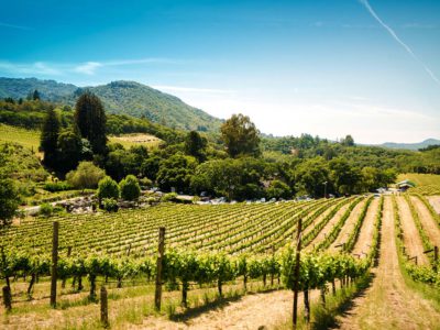 Lush, green vineyard under the California sun.