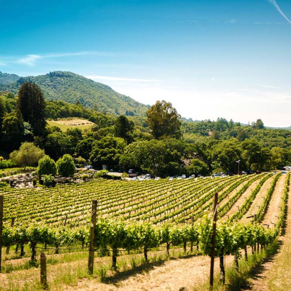 Lush, green vineyard under the California sun.